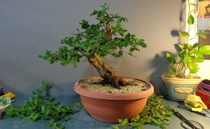 Afaceri cu bonsai in Londra